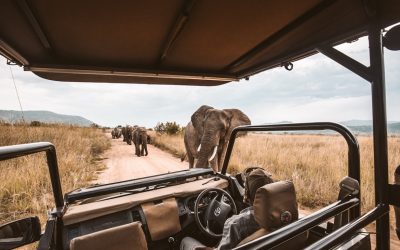 Safari